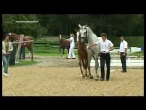 Hengstfohlen von Don Diamond