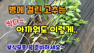 고추농사 바이러스병에 걸린 고추들 아까워도 이렇게하고 미리 준비한 보식용고추 모종을 심어주었습니다.