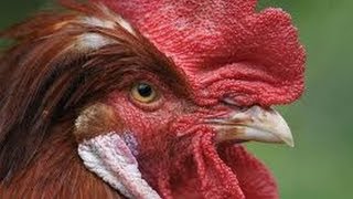 США 632: Пионерское детство и формы выражения политического протеста