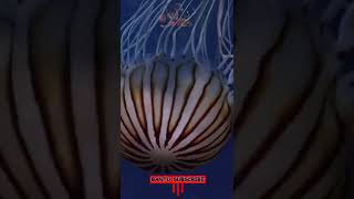 Download lagu Ubur Ubur Super Raksasa mp3