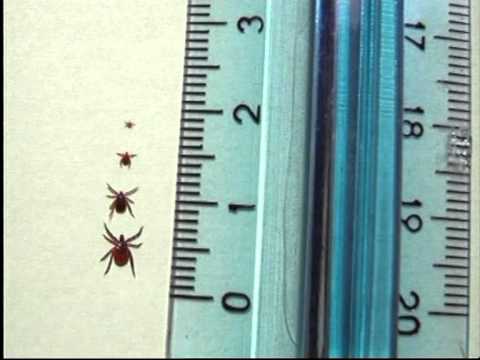 Intervento di Francesco Nazzi - SentieriNatura 2009 - 05