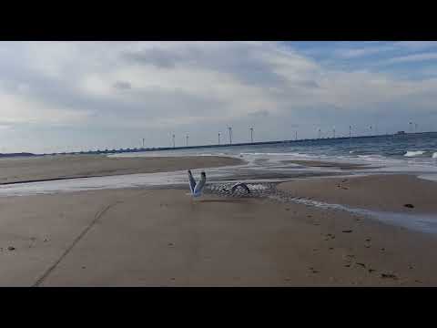 Zealand visit _ Nice beach for relaxing and run.