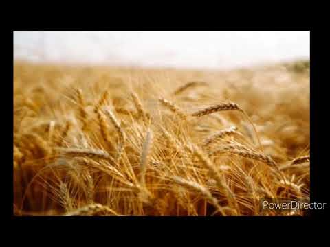 "Quiero Llenar Tus Graneros" (Elíseo Santana)