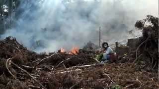 preview picture of video '焼き畑　山形県鶴岡市／田川カブ　2012.08.10'