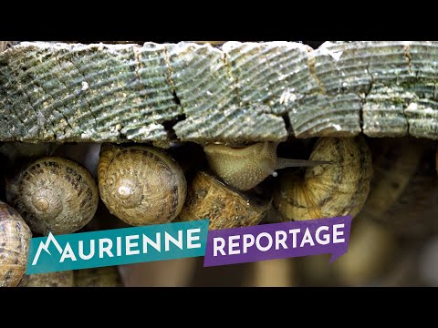 Maurienne Reportage #245 - Les escargots de la Maison Blanche