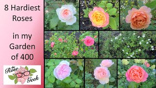 🌹 8 Hardiest Roses out of 400 / 5 Kordes, 2 Meilland, 1 David Austin / Most Disease Resistant Roses