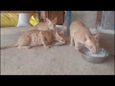 Morning Munchies: Dhanu, Tanu, and Manu's Breakfast Bonanza