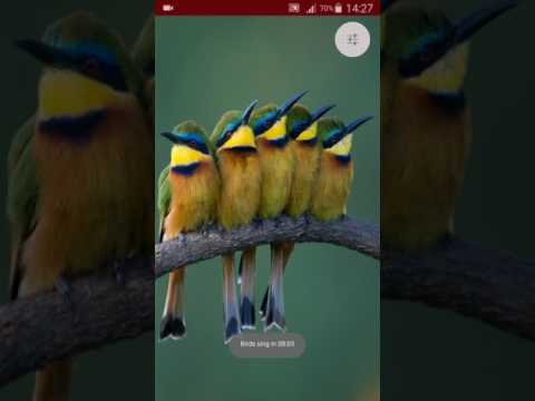 Relaxing Nature Sounds Video