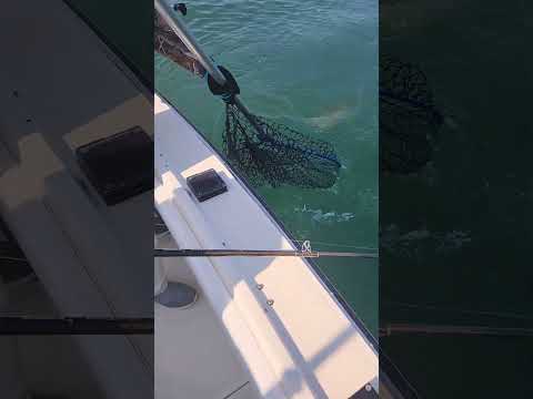 Doubled up on big Brown trout. Silver King Charters Milwaukee Wisconsin