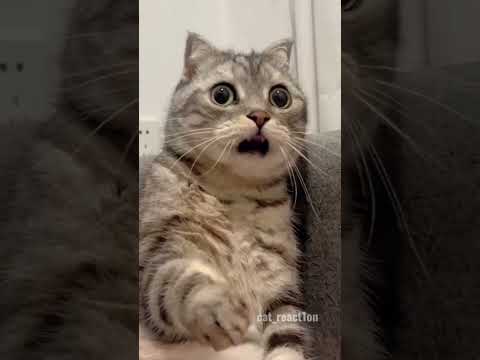#funny #scoobyreacts #catreaction #cat #explore #laugh #instagood #reels #trending #viral