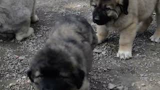 Video preview image #1 Caucasian Shepherd Dog Puppy For Sale in Zarnesti, Brasov, Romainia