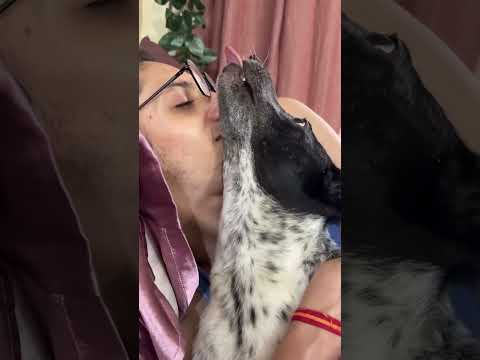 Street Dogs Show Unconditional Love | Adopt Don’t Shop | Stray Dog Love in India #viralshorts