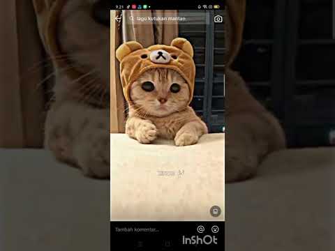 DJ kasih kasih tinggal versi oyen 🥰