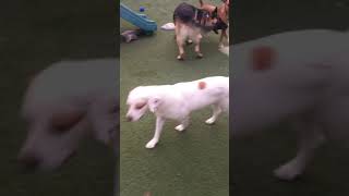 Video preview image #1 Australian Shepherd-Boxer Mix Puppy For Sale in Newport Beach, CA, USA