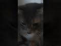 Meh Cat