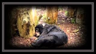 Stary niedźwiedź mocno śpi - Jerzy Kosela