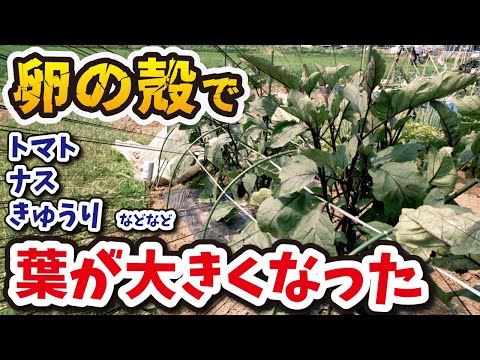 卵の殻の種子を発芽させる庭の緑の植物