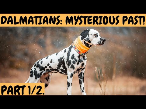 DALMATIAN DOGS: the mysterious past and origin!