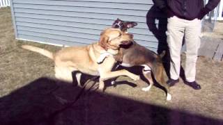 John Sullivan Dog Trainer Dog Socialization Training Video