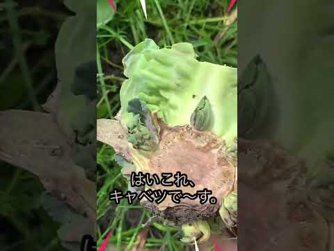 キャベツの腐敗から野菜を守るには？制御と治療  庭園