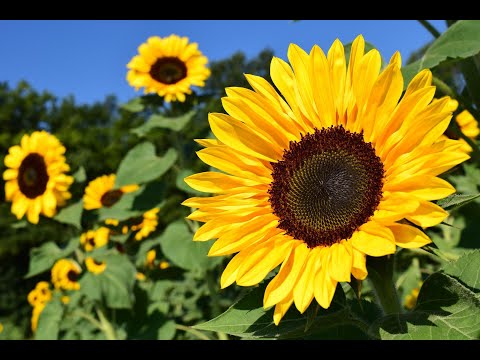 Yellow Sunflower in 4k Relax Video