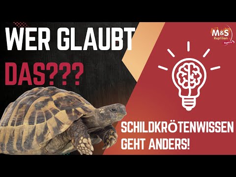 🐢 SCHOCKIERENDE FEHLER? | Griechische Landschildkröten in NUR 100 Sekunden? | Reptil TV REACTION 🤯