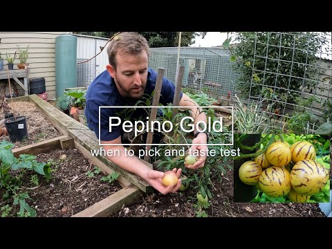 Pepino Gold - Growing and taste test