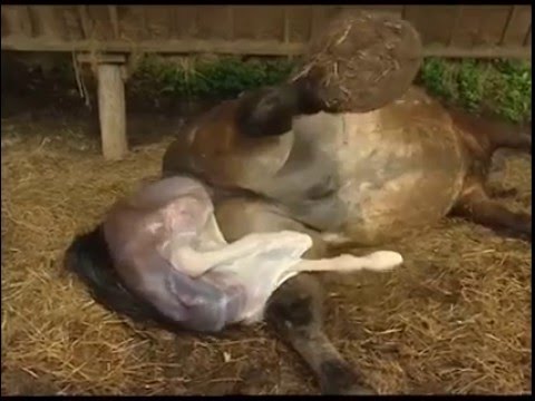 , title : 'Η εκπληκτική στιγμή της γέννησης αλόγου....'