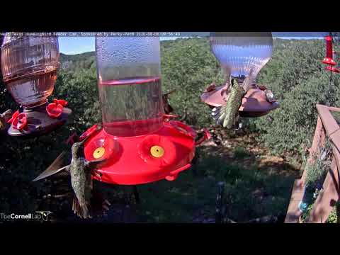 Sunny Morning Feeding Frenzy On West Texas Hummingbird Cam – Aug. 6, 2020