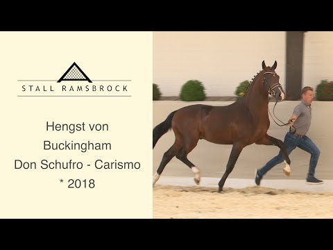 Nr 15 Buckingham x Don Schufro