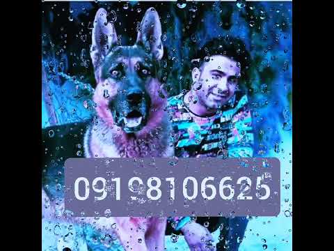 فروش سگهای اصیل در کشور  09198106625مهیار افضلی