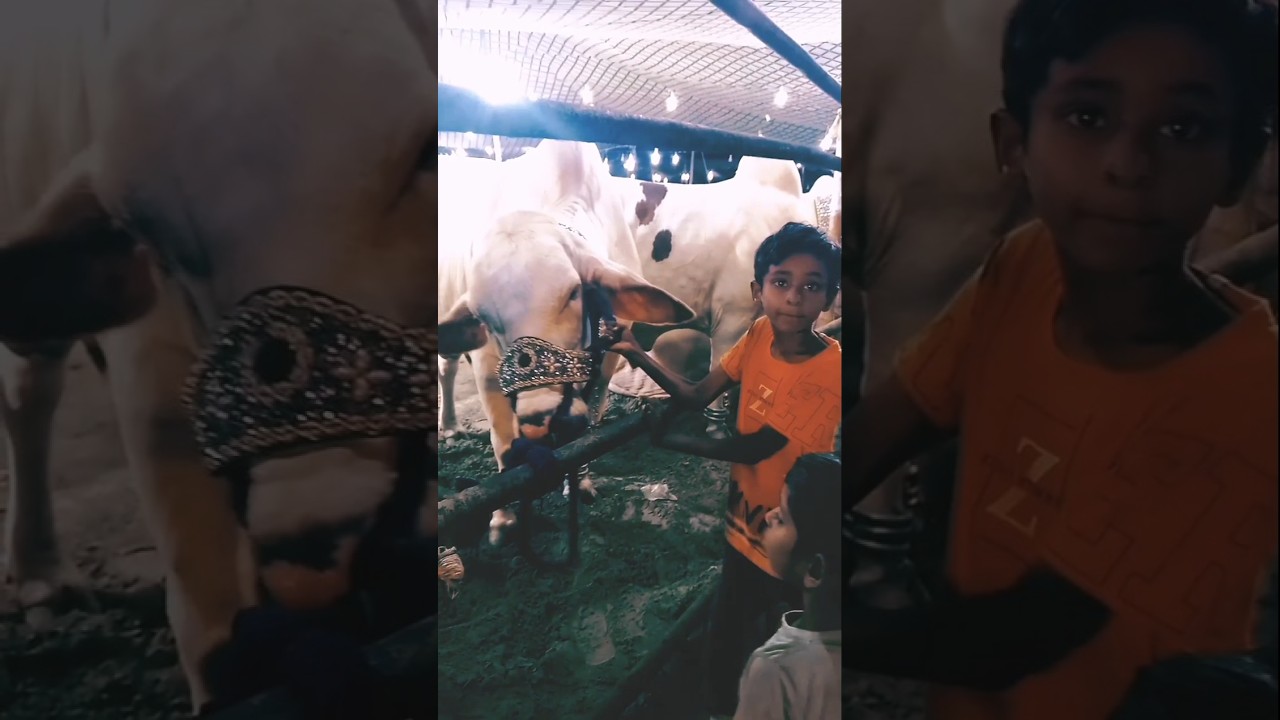 Mandi 2026 Hyedrabad #shorts #foryou #viral #youtubeshorts