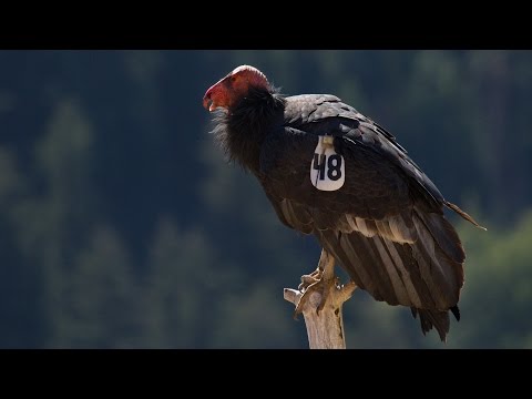 Condors vs. Lead Bullets