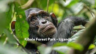preview picture of video 'TRAVEL UGANDA / KIBALE NATIONAL PARK / CHIMPS / DAY 3 / 2017'