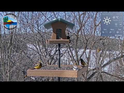 Blue jays and evening grosbeaks