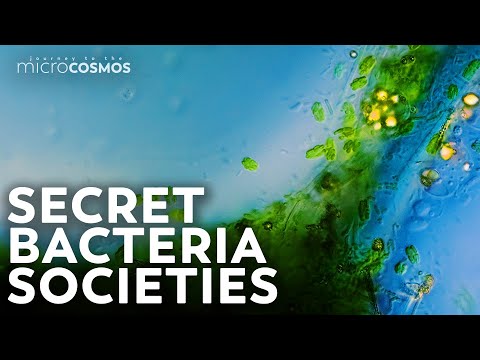 The Incredible World of Bacterial Communities