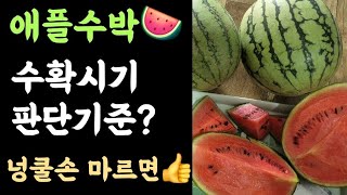 애플수박???? 수확시기 판단기준? 넝쿨손 바짝 마르면????