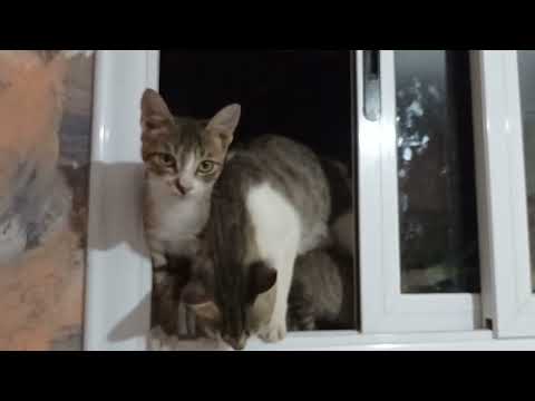 Lovely cat family visiting me in the kitchen | lovely kittens