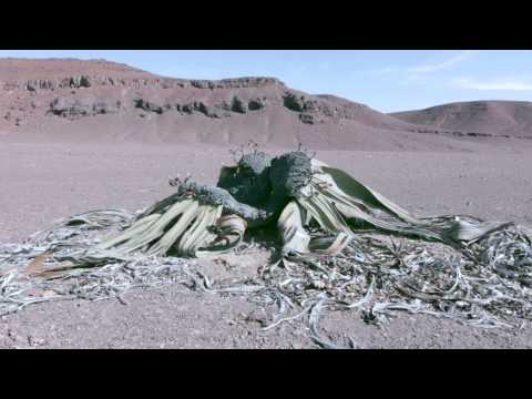 Skelettküste - NAMIBIA
