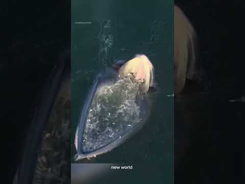 তিমি হাজার লিটার পানি কীভাবে বের করে?