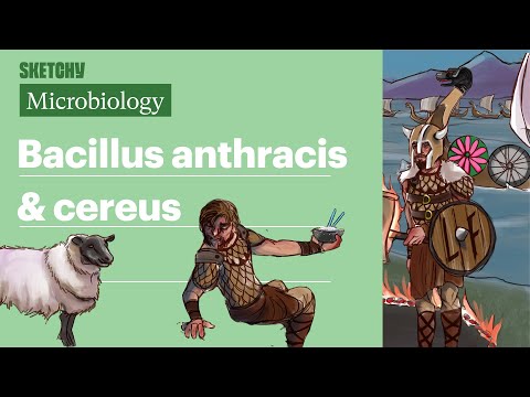 Bacillus anthracis & cereus (Microbiology) | USMLE Step 1 | Sketchy Medical