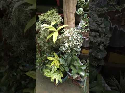 #homegarden #plants #handmade #nature #house