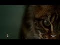 Al Stewart - Year Of The Cat (Remastered Version)