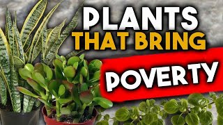 PLANTS THAT DRAIN YOUR ENERGY or BRING BAD LUCK?? Should we GET THEM OUT OF our HOME??