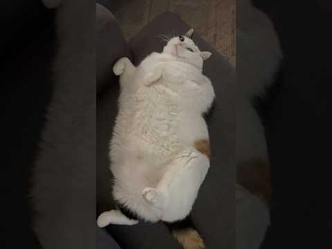 Jasmine the Pillow is Back for Sale