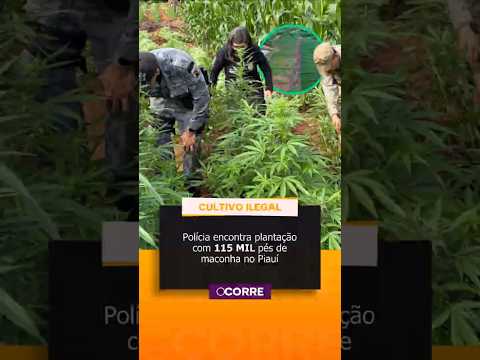 Polícia encontra plantação com 115 MIL pés de maconha no Piauí