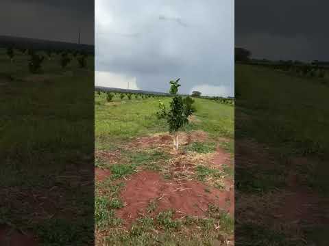 Laranja pera rio em formação no pomar em Paranaiba Mato Grosso do Sul #agricultura #fazenda #laranja