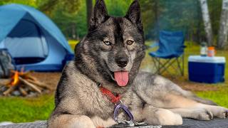 Taking the Dogs Camping in a Heat Wave! How do Huskies Stay Cool?