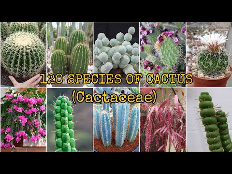 , title : '120 SPECIES OF CACTUS (Cactaceae)'
