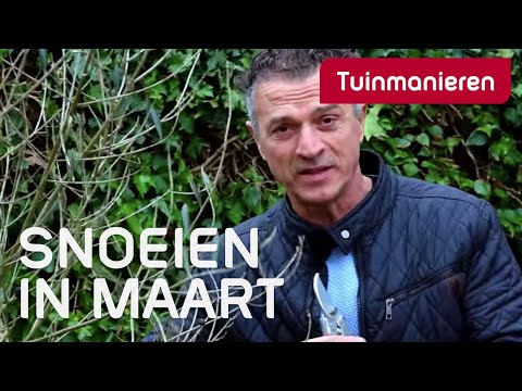 Wat snoei je in maart? De winter en begin lente tuin. Deel 2
